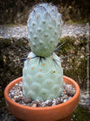 Tephrocactus Geometricus, organically grown succulent plants and cactus for sale at TOMs FLOWer CLUB.