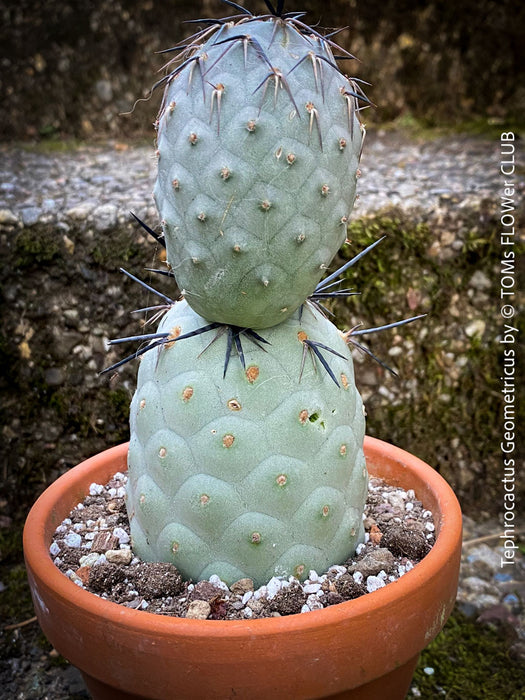 Tephrocactus Geometricus, organically grown succulent plants and cactus for sale at TOMs FLOWer CLUB.