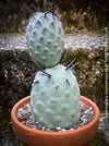 Tephrocactus Geometricus, organically grown succulent plants and cactus for sale at TOMs FLOWer CLUB.