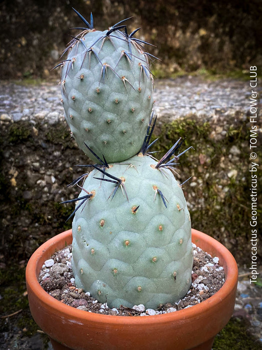 Tephrocactus Geometricus, organically grown succulent plants and cactus for sale at TOMs FLOWer CLUB.