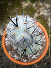 Tephrocactus Geometricus, organically grown succulent plants and cactus for sale at TOMs FLOWer CLUB.