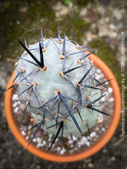 Tephrocactus Geometricus, organically grown succulent plants and cactus for sale at TOMs FLOWer CLUB.