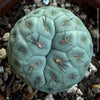 Tephrocactus Geometricus, organically grown succulent plants and cactus for sale at TOMs FLOWer CLUB.