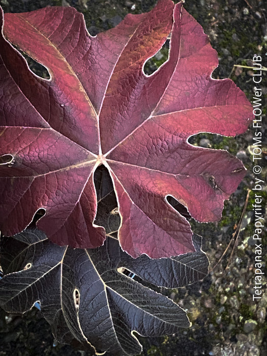 TOMs FLOWer CLUB, Reispapierbaum, Tetrapanax papyrifer Rice-paper plant Chinese rice-paper tree Tetrapanax papyrifer care Tetrapanax papyrifer, winter leaf foliage