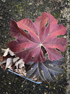 Tetrapanax papyrifer, winter burgundy leaf foliage, TOMs FLOWer CLUB, Reispapierbaum, Tetrapanax papyrifer Rice-paper plant Chinese rice-paper tree Tetrapanax papyrifer care 