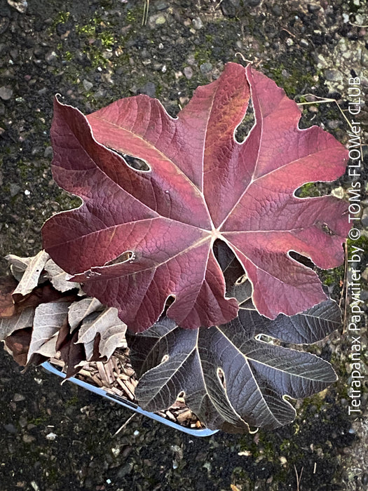 Tetrapanax papyrifer, winter burgundy leaf foliage, TOMs FLOWer CLUB, Reispapierbaum, Tetrapanax papyrifer Rice-paper plant Chinese rice-paper tree Tetrapanax papyrifer care 