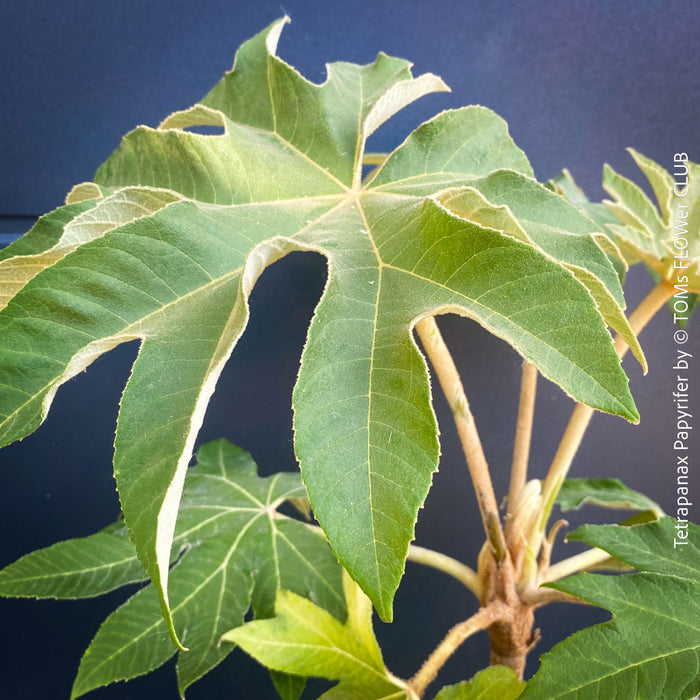 Tetrapanax papyrifer, winter burgundy leaf foliage, TOMs FLOWer CLUB, Reispapierbaum, Tetrapanax papyrifer Rice-paper plant Chinese rice-paper tree Tetrapanax papyrifer care 