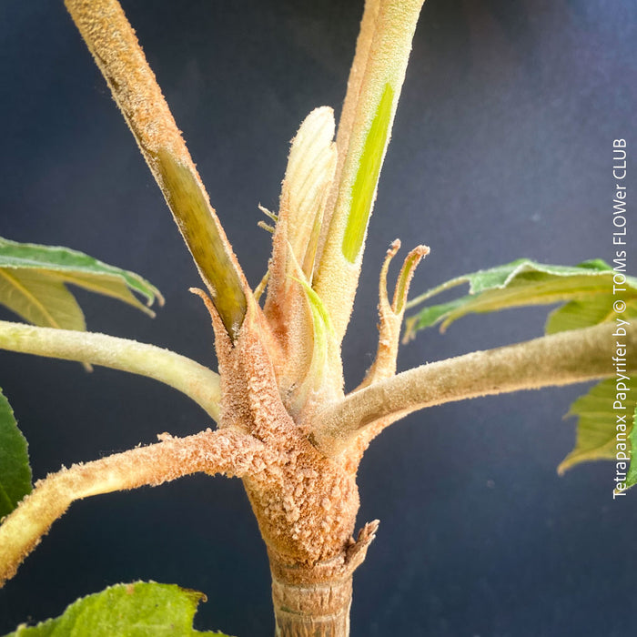 Tetrapanax papyrifer, winter burgundy leaf foliage, TOMs FLOWer CLUB, Reispapierbaum, Tetrapanax papyrifer Rice-paper plant Chinese rice-paper tree Tetrapanax papyrifer care 