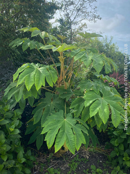 TOMs FLOWer CLUB, Reispapierbaum, Tetrapanax papyrifer Rice-paper plant Chinese rice-paper tree Tetrapanax papyrifer care Tetrapanax papyrifer propagation Tetrapanax papyrifer uses Tetrapanax papyrifer medicinal properties Tetrapanax papyrifer landscaping Tetrapanax papyrifer pruning Tetrapanax papyrifer varieties Tetrapanax papyrifer zone (specify appropriate USDA hardiness zone) for sale common names cultivation ornamental plant leaves growth habits, Tall plant with large green leaves in a natural setting