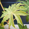 Tetrapanax papyrifer, winter burgundy leaf foliage, TOMs FLOWer CLUB, Reispapierbaum, Tetrapanax papyrifer Rice-paper plant Chinese rice-paper tree Tetrapanax papyrifer care 