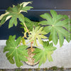 Tetrapanax papyrifer, winter burgundy leaf foliage, TOMs FLOWer CLUB, Reispapierbaum, Tetrapanax papyrifer Rice-paper plant Chinese rice-paper tree Tetrapanax papyrifer care 