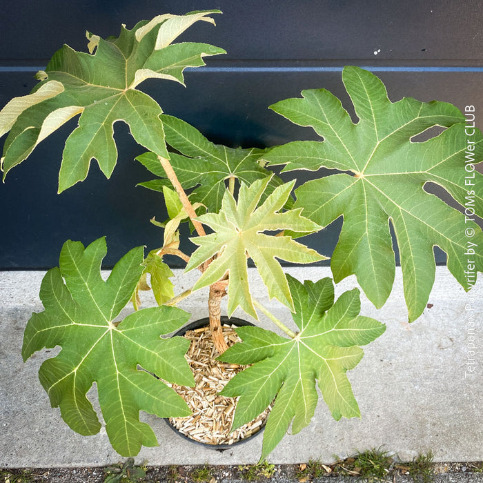 Tetrapanax papyrifer, winter burgundy leaf foliage, TOMs FLOWer CLUB, Reispapierbaum, Tetrapanax papyrifer Rice-paper plant Chinese rice-paper tree Tetrapanax papyrifer care 