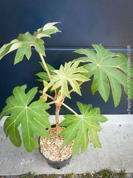 Tetrapanax papyrifer, winter burgundy leaf foliage, TOMs FLOWer CLUB, Reispapierbaum, Tetrapanax papyrifer Rice-paper plant Chinese rice-paper tree Tetrapanax papyrifer care 