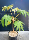 Tetrapanax papyrifer, winter burgundy leaf foliage, TOMs FLOWer CLUB, Reispapierbaum, Tetrapanax papyrifer Rice-paper plant Chinese rice-paper tree Tetrapanax papyrifer care 