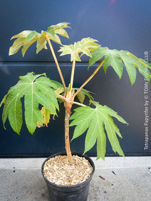Tetrapanax papyrifer, winter burgundy leaf foliage, TOMs FLOWer CLUB, Reispapierbaum, Tetrapanax papyrifer Rice-paper plant Chinese rice-paper tree Tetrapanax papyrifer care 