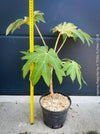 Tetrapanax papyrifer, winter burgundy leaf foliage, TOMs FLOWer CLUB, Reispapierbaum, Tetrapanax papyrifer Rice-paper plant Chinese rice-paper tree Tetrapanax papyrifer care 