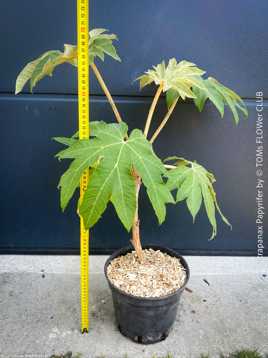 Tetrapanax papyrifer, winter burgundy leaf foliage, TOMs FLOWer CLUB, Reispapierbaum, Tetrapanax papyrifer Rice-paper plant Chinese rice-paper tree Tetrapanax papyrifer care 