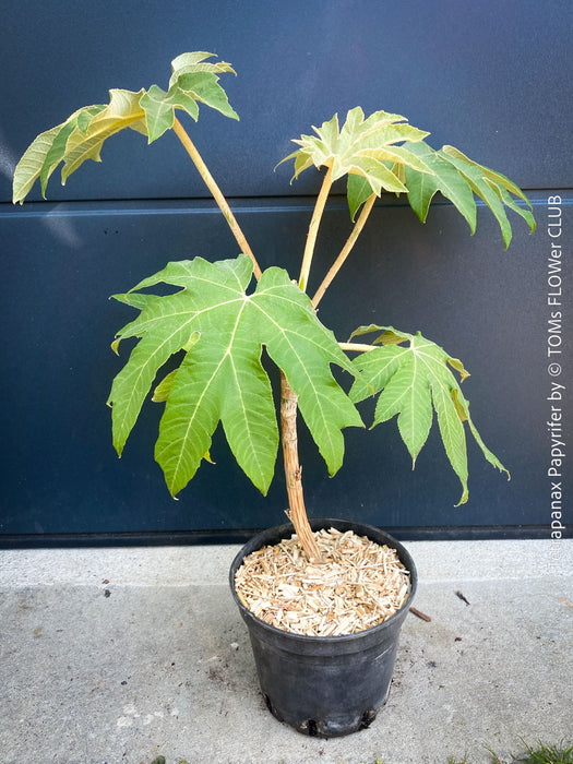 Tetrapanax papyrifer, winter burgundy leaf foliage, TOMs FLOWer CLUB, Reispapierbaum, Tetrapanax papyrifer Rice-paper plant Chinese rice-paper tree Tetrapanax papyrifer care 