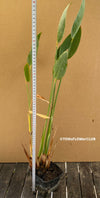 Thalia Dealbata, organically grown tropical plants for sale at TOMsFLOWer CLUB.