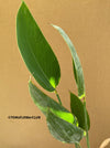 Thalia Dealbata, organically grown tropical plants for sale at TOMsFLOWer CLUB.