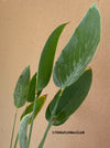 Thalia Dealbata, organically grown tropical plants for sale at TOMsFLOWer CLUB.