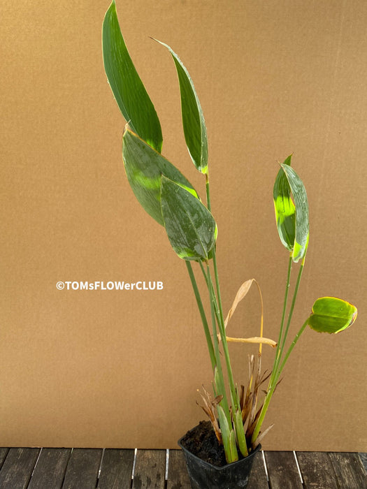 Thalia Dealbata, organically grown tropical plants for sale at TOMsFLOWer CLUB.