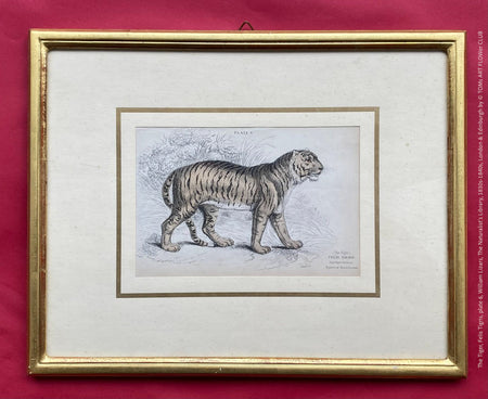 Tiger print, the Naturalist's Library, Sir William Jardine William Lizars, 1830s-1840s, London & Edinburgh, Druck, Grafika, coloured etching on paper, art for sale, TOMs ART FLOWer CLUB, TOMs FLOWer CLUB, TOMas Rodak, London animal art, antique 