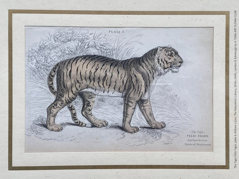 Tiger print, the Naturalist's Library, Sir William Jardine William Lizars, 1830s-1840s, London & Edinburgh, Druck, Grafika, coloured etching on paper, art for sale, TOMs ART FLOWer CLUB, TOMs FLOWer CLUB, TOMas Rodak, London animal art, antique 