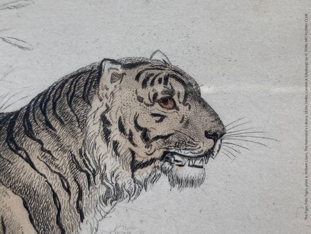 Tiger print, the Naturalist's Library, Sir William Jardine William Lizars, 1830s-1840s, London & Edinburgh, Druck, Grafika, coloured etching on paper, art for sale, TOMs ART FLOWer CLUB, TOMs FLOWer CLUB, TOMas Rodak, London animal art, antique 