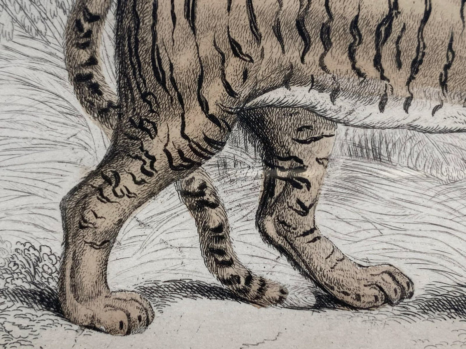 Tiger print, the Naturalist's Library, Sir William Jardine William Lizars, 1830s-1840s, London & Edinburgh, Druck, Grafika, coloured etching on paper, art for sale, TOMs ART FLOWer CLUB, TOMs FLOWer CLUB, TOMas Rodak, London animal art, antique 