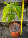 Theobroma Cacao, Cocoa, Kakaovnik, Kakaobaum, for Sale at TOMs FLOWer CLUB, tree, cocoa, chocolate 