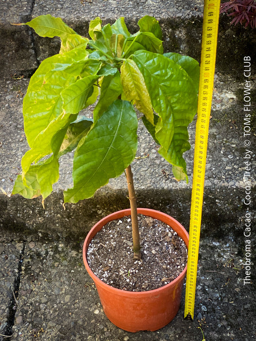 Theobroma Cacao, Cocoa, Kakaovnik, Kakaobaum, for Sale at TOMs FLOWer CLUB, tree, cocoa, chocolate 