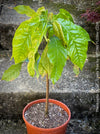 Theobroma Cacao, Cocoa, Kakaovnik, Kakaobaum, for Sale at TOMs FLOWer CLUB, tree, cocoa, chocolate 