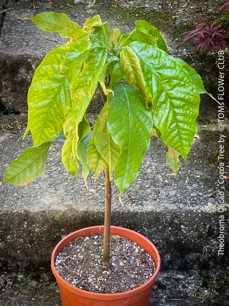 Theobroma Cacao, Cocoa, Kakaovnik, Kakaobaum, for Sale at TOMs FLOWer CLUB, tree, cocoa, chocolate 