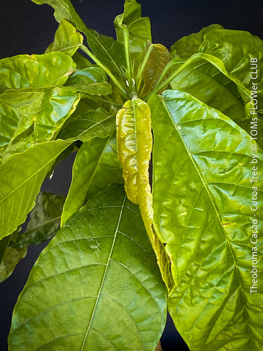 Theobroma Cacao, Cocoa, Kakaovnik, Kakaobaum, for Sale at TOMs FLOWer CLUB, tree, cocoa, chocolate 