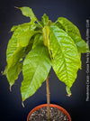 Theobroma Cacao, Cocoa, Kakaovnik, Kakaobaum, for Sale at TOMs FLOWer CLUB, tree, cocoa, chocolate 