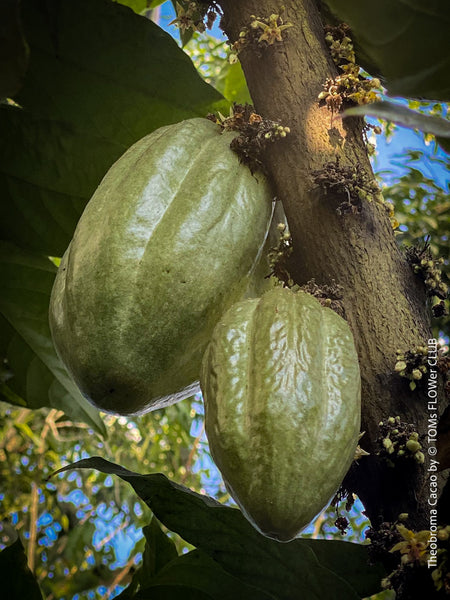 Theobroma Cacao, Cocoa, for Sale at TOMs FLOWer CLUB, tree, cocoa, chocolate, Kakao Baum 