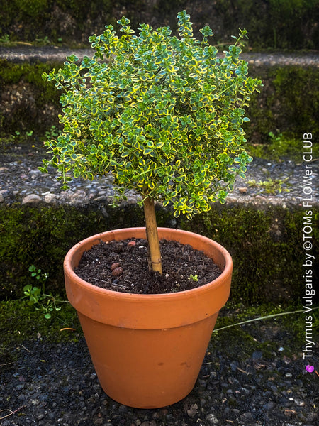 Thymus Vulgaris, organically grown tropical plants for sale at TOMs FLOWer CLUB.