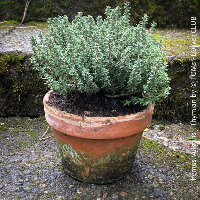Thymus Vulgaris, Thymian, organically grown medicinal plants and herbs for sale at TOMs FLOWer CLUB.