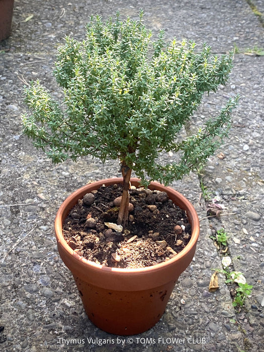 Thymus Vulgaris