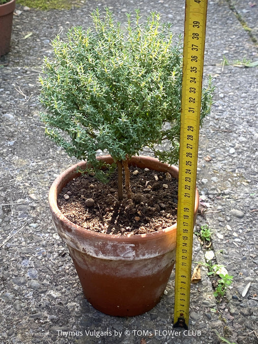 Thymus Vulgaris