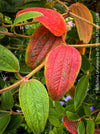 Tibouchina Urvilleana, princess flower, glory bush, lasiandra, organically grown garden, plants for sale by TOMs FLOWer CLUB.