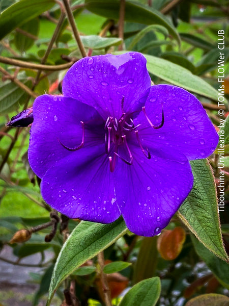 Tibouchina Urvilleana, princess flower, glory bush, lasiandra, organically grown garden, plants for sale by TOMs FLOWer CLUB.