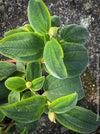 Tibouchina Urvilleana, princess flower, glory bush, lasiandra, organically grown garden, plants for sale by TOMs FLOWer CLUB.