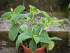 Tibouchina Urvilleana, princess flower, glory bush, lasiandra, organically grown garden, plants for sale by TOMs FLOWer CLUB.