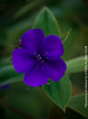 Tibouchina Urvilleana, princess flower, glory bush, lasiandra, organically grown garden, plants for sale by TOMs FLOWer CLUB.