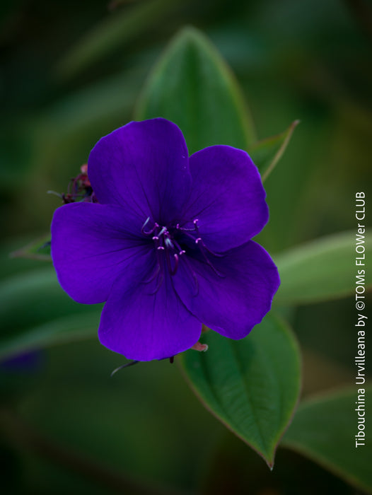 Tibouchina Urvilleana, princess flower, glory bush, lasiandra, organically grown garden, plants for sale by TOMs FLOWer CLUB.