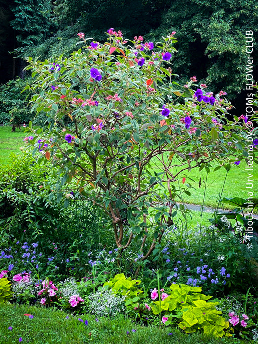 Tibouchina Urvilleana, princess flower, glory bush, lasiandra, organically grown garden, plants for sale by TOMs FLOWer CLUB.