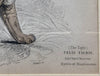 Tiger print, the Naturalist's Library, Sir William Jardine William Lizars, 1830s-1840s, London & Edinburgh, Druck, Grafika, coloured etching on paper, art for sale, TOMs ART FLOWer CLUB, TOMs FLOWer CLUB, TOMas Rodak, London animal art, antique 