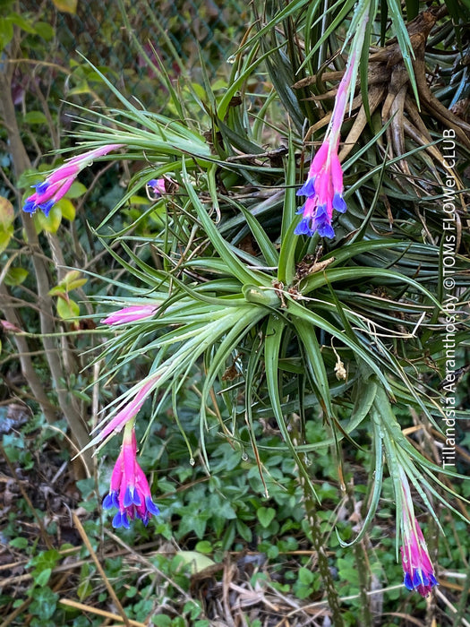 Tillandsia aeranthos, airplane, air plant, Luftpflanze, organically grown air plants for sale at TOMs FLOWer CLUB.